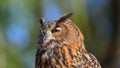 Face of the eagle owl, in the foreground, with orange yellow eyes Royalty Free Stock Photo
