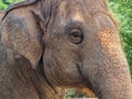 The face of an elephant with one eye closed is cute Royalty Free Stock Photo