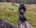 Face of a emu in closeup, Elegant and funny looking bird from Australia