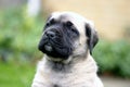 Face of the English Mastiff