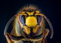 Face of European hornet Vespa on black background Royalty Free Stock Photo