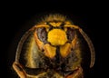 Face of European hornet Vespa in drops of wate on black backgr Royalty Free Stock Photo