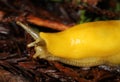 Slender Banana Slug (Ariolimax dolichophallus) Royalty Free Stock Photo