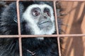 Face and eyes downcast of gibbon in a cage