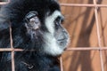 Face and eyes downcast of gibbon in a cage