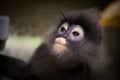 Face, eyes Langur, Leaf Monkey close up