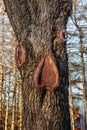 Face with eyes and mouth on a tree - Pareidolia is a type of apophenia