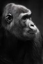 Face of a female gorilla monkey half-turned in profile, beautiful strong female Royalty Free Stock Photo