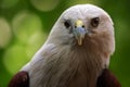 The face of a ferocious eagle. Royalty Free Stock Photo