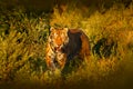 Face fixed tiger look. Siberian tiger in evening sun. Amur tiger in sunset grass. Action wildlife winter with danger animal. Summe