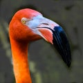 The Face of a Florida Flamingo