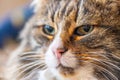 Face of fluffy norwegian forest cat..