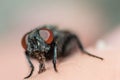 Face of fly with big red eyes in macro Royalty Free Stock Photo