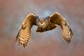 Face fly of owl. Flying Eurasian Eagle owl with open wings with snow flake in snowy forest during cold winter. Action wildlife sce