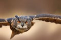 Face flying bird with open wings in grass meadow, face to face detail attack fly portrait, orange forest in the background, Eurasi