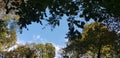 The face of the forest rather than its depth, the peace of green and blue