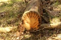 Face of fox cut in the trunk of the fallen tree Royalty Free Stock Photo