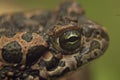 Face of a frog closeup Royalty Free Stock Photo