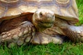 Face and front legs of tortoise Royalty Free Stock Photo