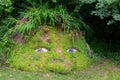 Face in the garden.