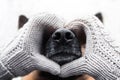 Face of German shepherd dog close up of puzzle or calendar. Black leather dog nose in the heart of hands in knitted beige mittens