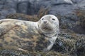 Face of a Gray Seal Royalty Free Stock Photo