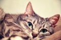 Face of gray tabby cat with green eyes, close-up Royalty Free Stock Photo