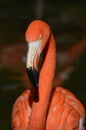 Face of a Greater Flamingo