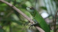 Face of a green colored lizard with large curved eyes on branch with blurred background