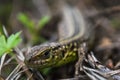 Face of green lizard with eye in macro Royalty Free Stock Photo
