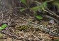 Face of green lizard with eye in macro Royalty Free Stock Photo