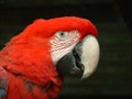 Face of Green Wing Macaw Royalty Free Stock Photo