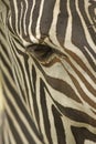 Face of a Grevy's zebra close up