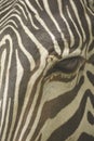 Face of a Grevy's zebra close up