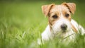 Face of a happy pet dog puppy as lying in the grass, web banner idea Royalty Free Stock Photo