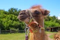 Face of a harnessed small bactrian camel cub Royalty Free Stock Photo
