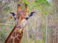 Face head giraffe close up have yellow tag on them ear can see beautiful pattern texture fur on neck