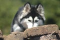 Face head Siberian Husky breed dog among stones