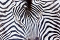 Face, head zebra print, large shot, natural Zebra background Royalty Free Stock Photo