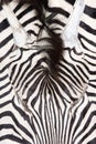 Face, head zebra print, large shot, natural Zebra background Royalty Free Stock Photo