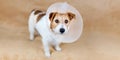 Face of a healthy recovering dog as wearing funnel collar after castration surgery Royalty Free Stock Photo