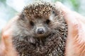 Face of a hedgehog close-up , isolated on a blurred natural background. A male hand holds a cute prickly European