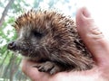 Face of a hedgehog close-up in profile, isolated on a blurred natural background