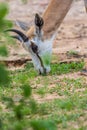 Face and horn of Gemsbok antelope Oryx gazella deer Royalty Free Stock Photo