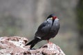 Face of an Inca Tern Standing on a Rock Royalty Free Stock Photo