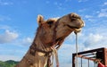 Face of an Indian camel under blue sky on camel fair