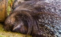 The face of a indian crested porcupine in closeup, popular tropical animal specie from Asia