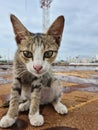 Face of Indonesian cat Royalty Free Stock Photo