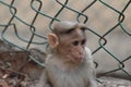 Face of innocent baby monkey. Royalty Free Stock Photo