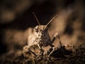 Face of insect grasshopper Royalty Free Stock Photo
